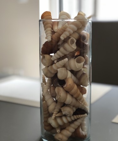 Üveg váza (9,5x23 cm), henger alakú, kagyló-csigaház dekor töltettel  (eladási egység: Darab)